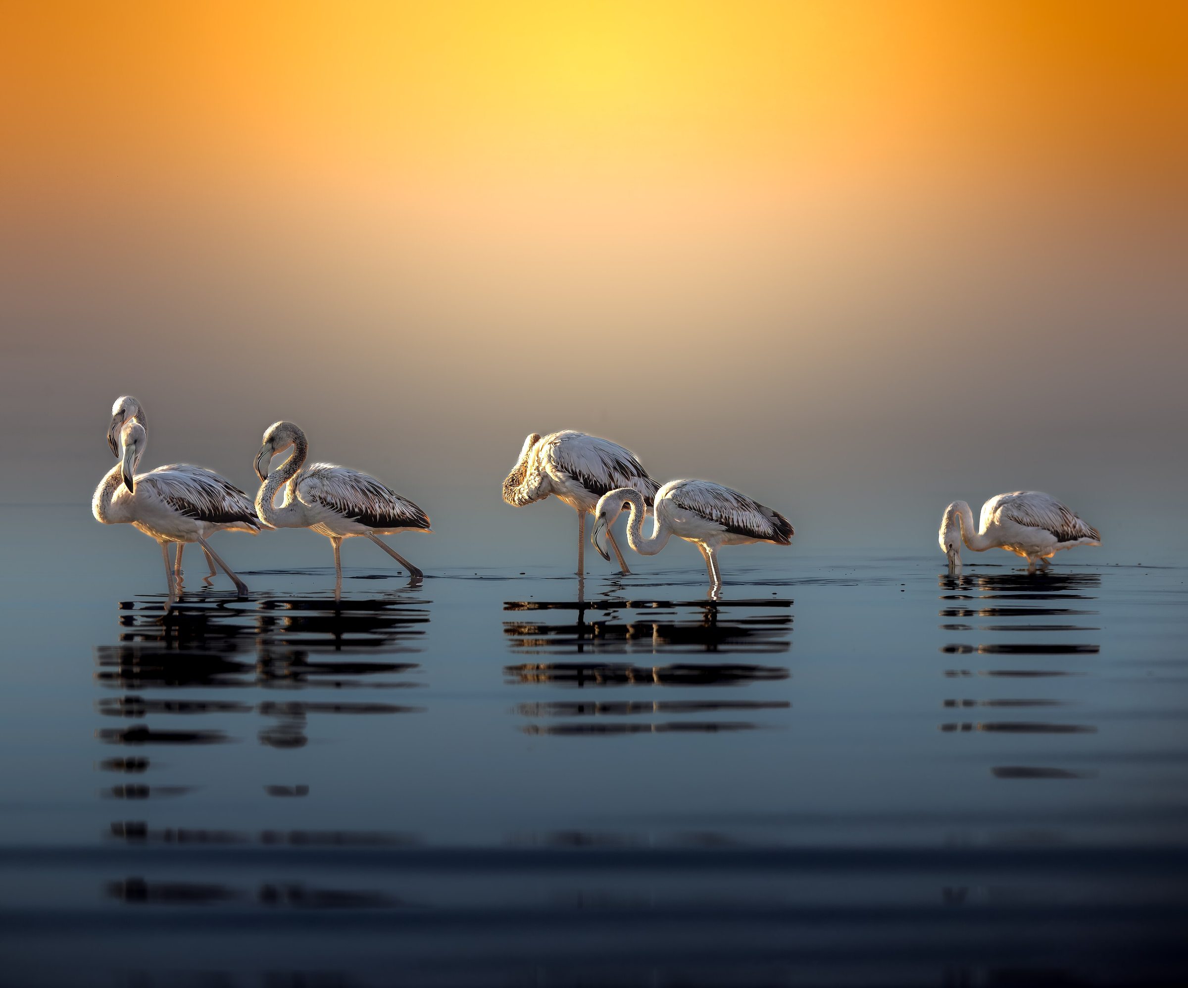 A group of flamingos wading in calm coastal water in Kuwait